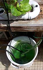 Close-up of bucket containing pumps, nutrient solution, and drain hoses.