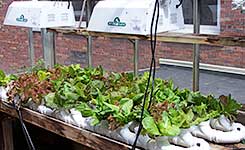 Heirloom lettuce 2.5 months after planting.