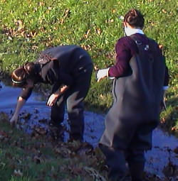 Wading in Buckland Creek